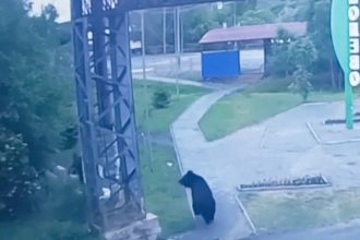 Oso de 'excursión' por barrios residenciales en Rusia aterroriza a un hombre (VIDEOS)