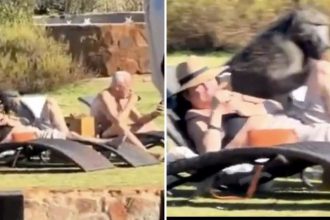 Babuino aprovecha descuido de turistas en el celular y se da un festín (VIDEO)
