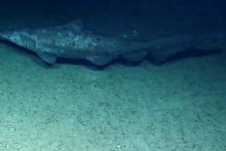 El tiburón más esquivo del mundo es captado por primera vez en su hábitat (VIDEO)