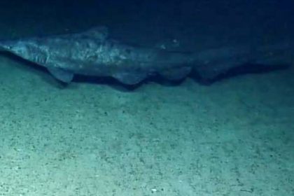El tiburón más esquivo del mundo es captado por primera vez en su hábitat (VIDEO)