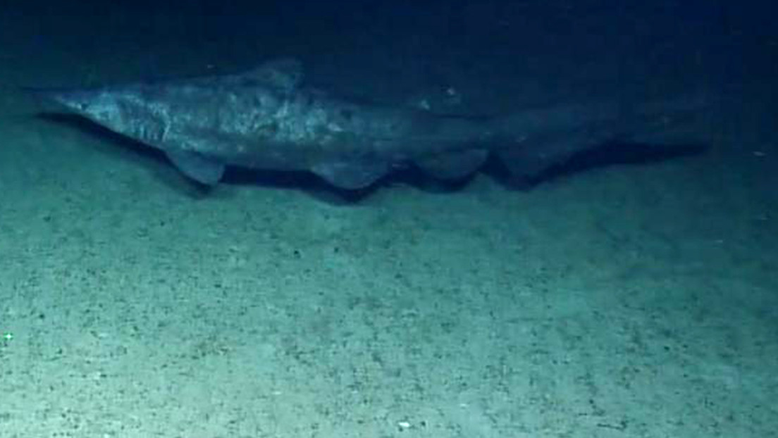 El tiburón más esquivo del mundo es captado por primera vez en su hábitat (VIDEO)