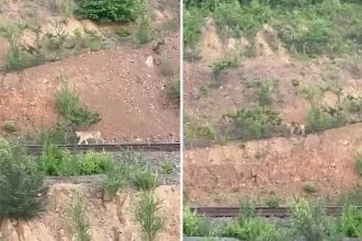 VIDEO: Majestuoso e inesperado paseo de un tigre cerca de unas vías de tren