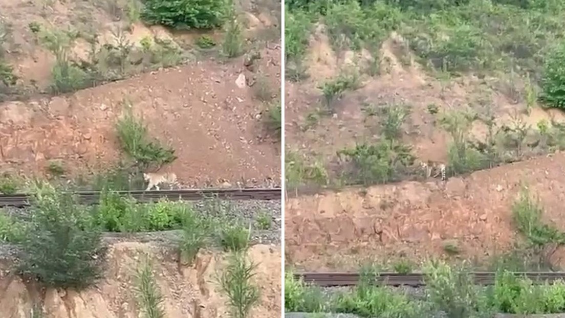 VIDEO: Majestuoso e inesperado paseo de un tigre cerca de unas vías de tren