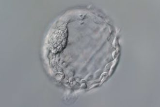 ¿Bebés a la сarta?: Científicos marcan nueva era en la modificación del ADN humano