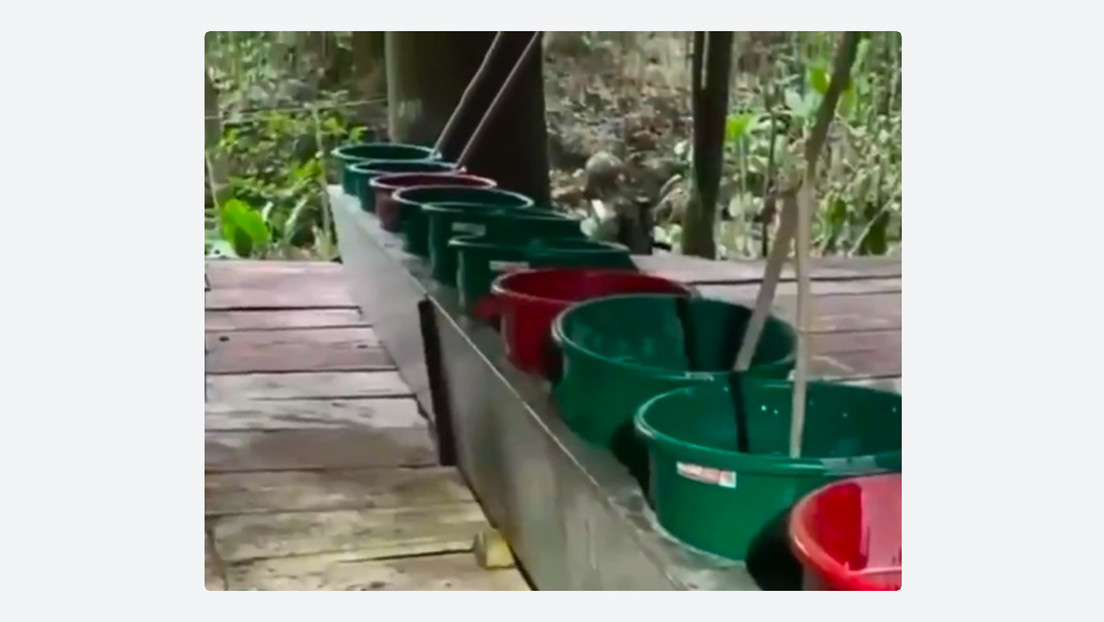 Destruyen en Colombia un "megalaboratorio" que producía hasta tres toneladas de cocaína mensuales (VIDEO)