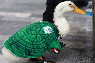 VIDEO: El Pato Merlín se roba la mañanera de Sheinbaum