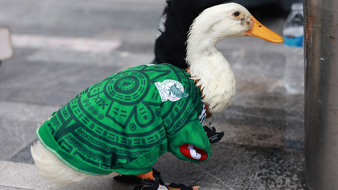 VIDEO: El Pato Merlín se roba la mañanera de Sheinbaum