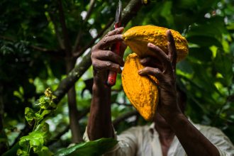 El Superniño amenaza con volver cada vez más exclusivo este común alimento