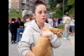 Rescate gatuno: así fue la evacuación felina durante el doble terremoto en Venezuela (VIDEO)