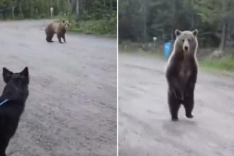 VIDEO: Escalofriante encuentro de una senderista y su perro con un oso grizzly