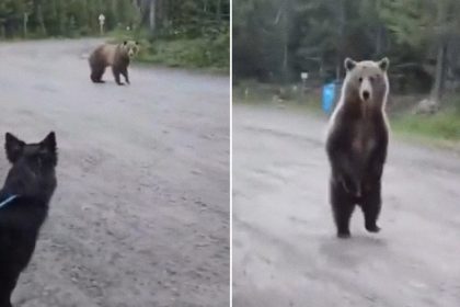 VIDEO: Escalofriante encuentro de una senderista y su perro con un oso grizzly