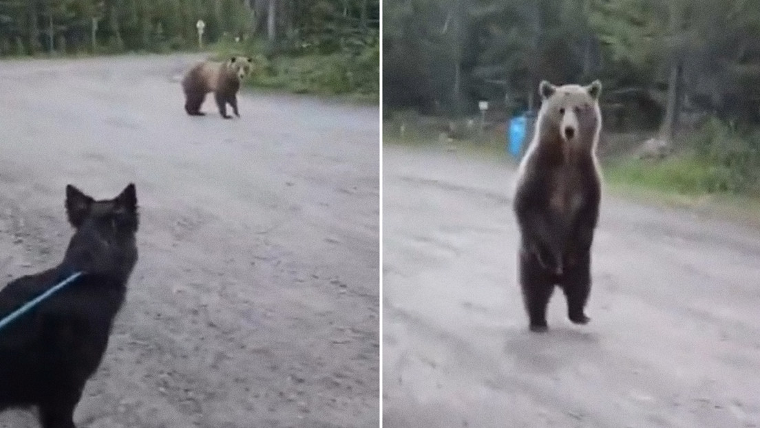 VIDEO: Escalofriante encuentro de una senderista y su perro con un oso grizzly