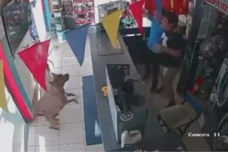 VIDEO: El momento en que un perro se une a la celebración de un gol en el Mundial