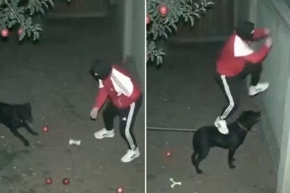 Un perro guardián se vuelve cómplice de un ladrón, pero aun nivel muy difícil de creer (VIDEO)