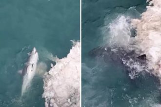 Espectacular frenesí alimenticio de tiburones queda registrado desde el aire (VIDEO)