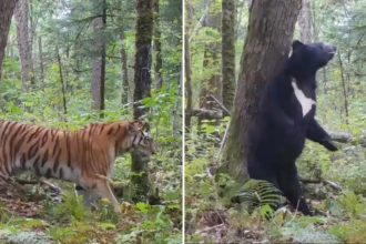 Cinco meses en segundos: la vida secreta de un bosque ruso captada por una cámara oculta (VIDEO)