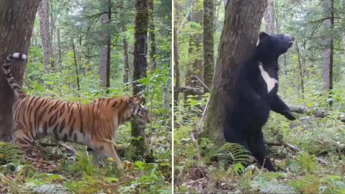 Cinco meses en segundos: la vida secreta de un bosque ruso captada por una cámara oculta (VIDEO)