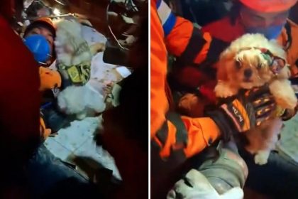 VIDEO: Misión salvadoreña rescata a mascota tras los sismos que azotaron Venezuela