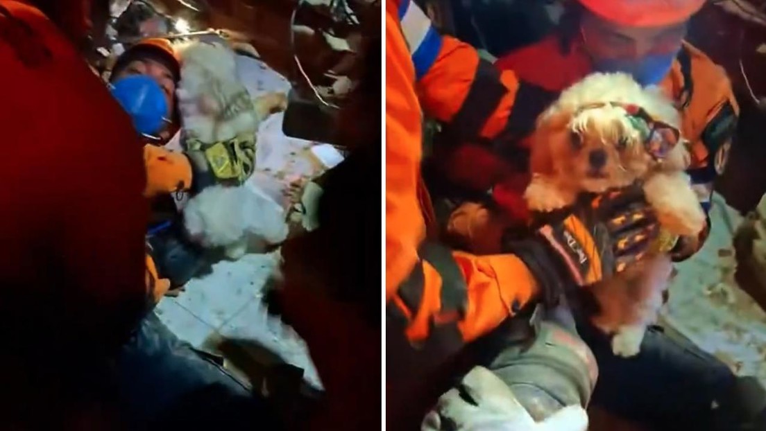 VIDEO: Misión salvadoreña rescata a mascota tras los sismos que azotaron Venezuela