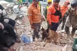 VIDEO: Hallan a dos menores con vida bajo escombros en Venezuela gracias a perro rescatista