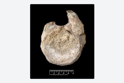 Un fósil guardado durante 40 años resulta ser la primera prueba de dinosaurios en la Antártida