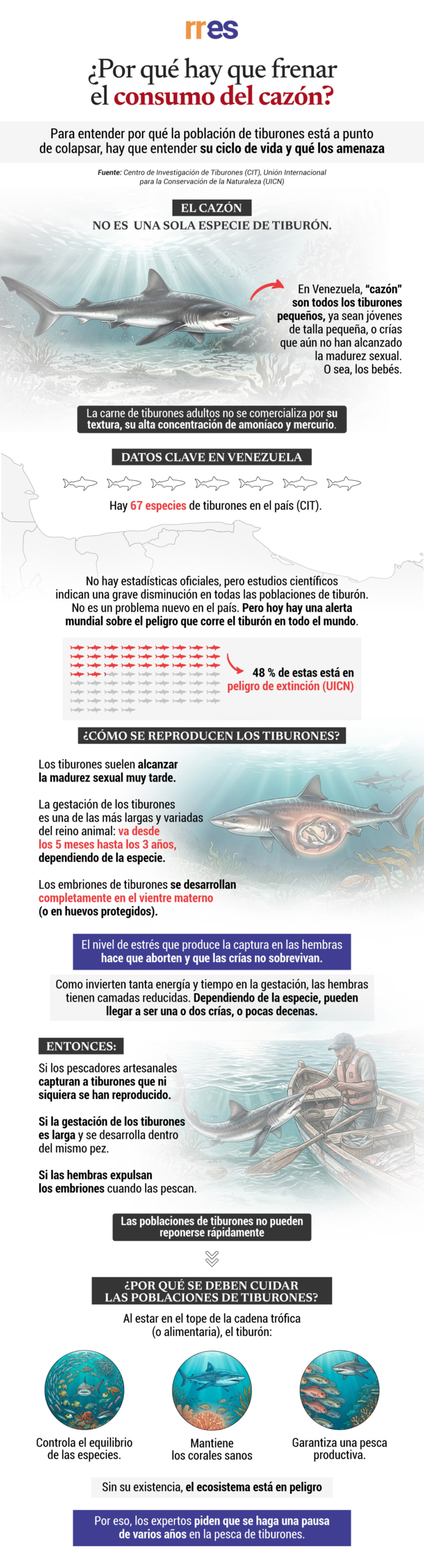 Infografía sobre el ciclo del cazón