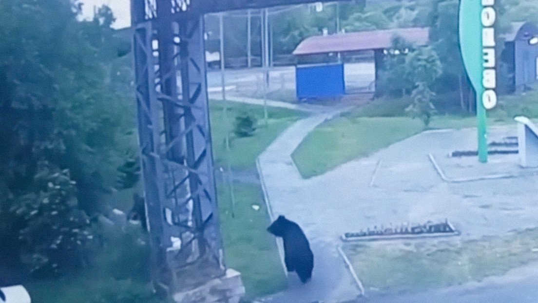 Oso de 'excursión' por barrios residenciales en Rusia aterroriza a un hombre (VIDEOS)