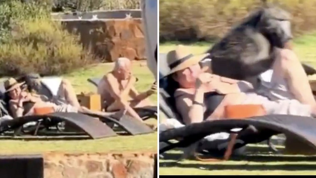 Babuino aprovecha descuido de turistas en el celular y se da un festín (VIDEO)