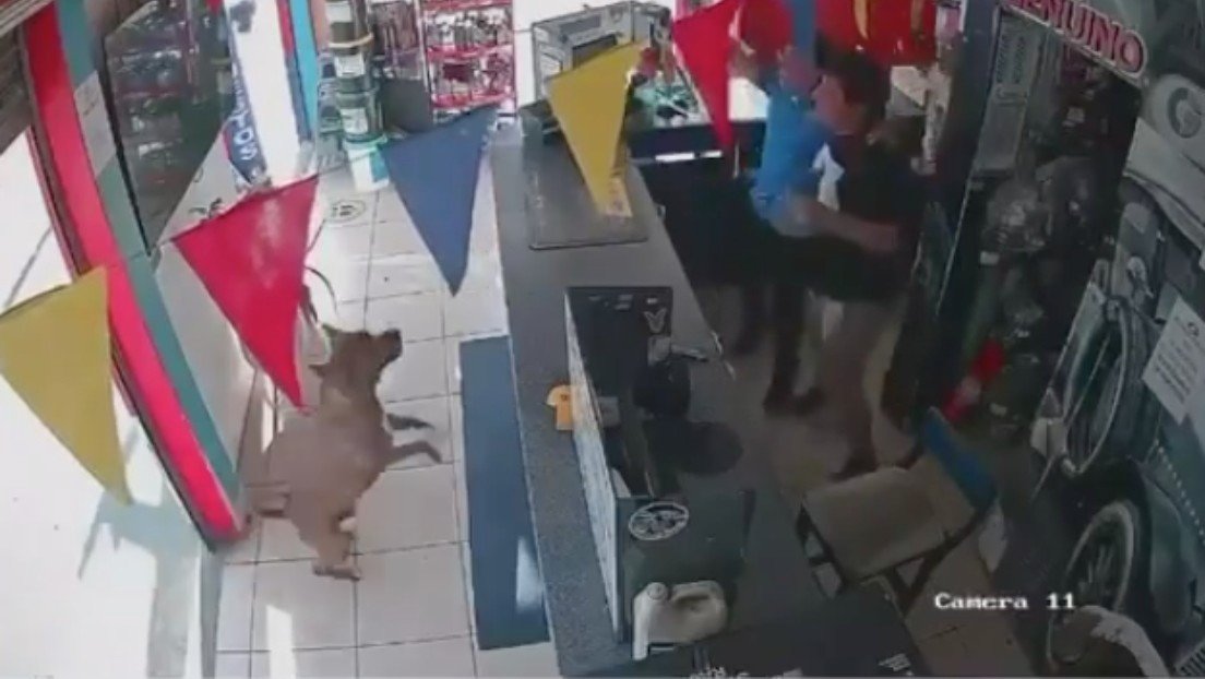 VIDEO: El momento en que un perro se une a la celebración de un gol en el Mundial