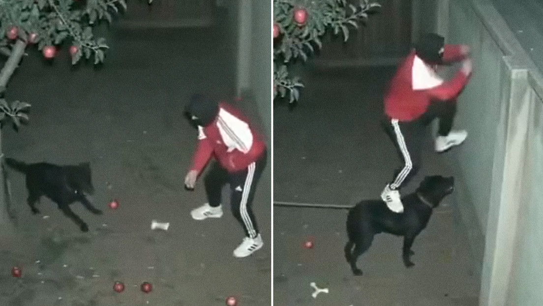 Un perro guardián se vuelve cómplice de un ladrón, pero aun nivel muy difícil de creer (VIDEO)