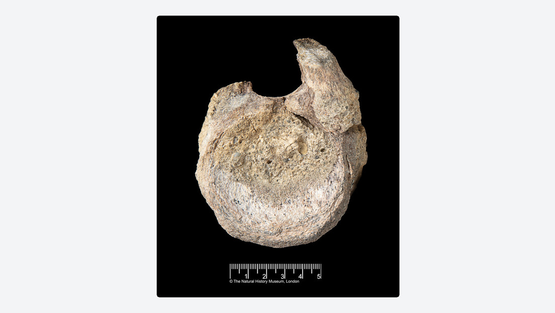 Un fósil guardado durante 40 años resulta ser la primera prueba de dinosaurios en la Antártida