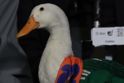 Presentan en México una ley inspirada en el pato que se ha hecho viral durante el Mundial de Fútbol