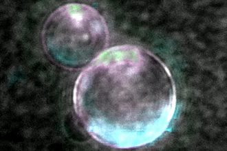 Célula sintética con rasgos de vida: lo que hay que saber sobre este avance de la ciencia