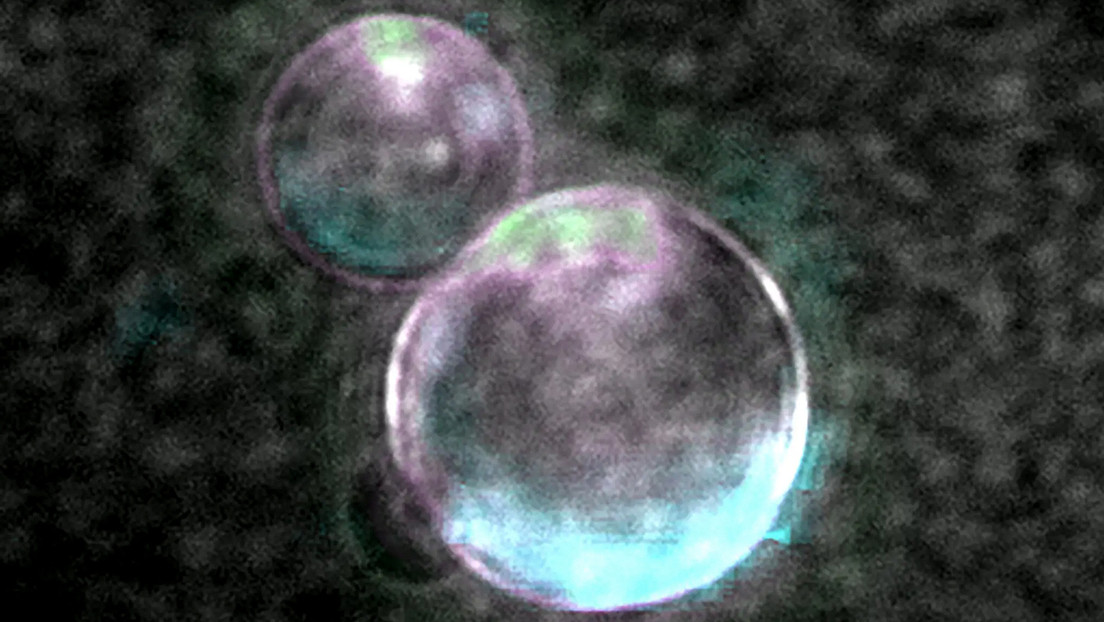 Célula sintética con rasgos de vida: lo que hay que saber sobre este avance de la ciencia