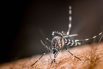 Revelan un factor que acelera la propagación del dengue en la Amazonía