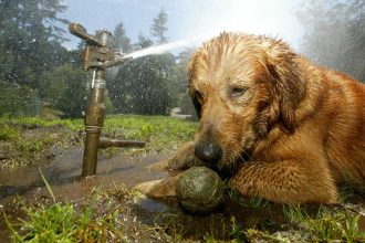 Alertan de un peligro para las mascotas durante el calor extremo en Europa