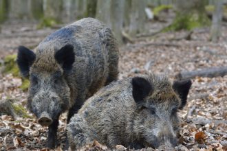 La 'invasión' de un animal europeo causa pérdidas millonarias al campo de un país sudamericano