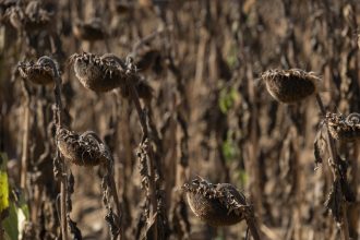 Determinan la fecha en la que desaparecerán las últimas plantas en la Tierra