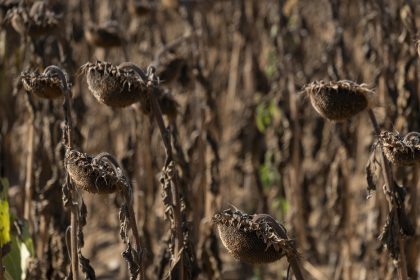 Determinan la fecha en la que desaparecerán las últimas plantas en la Tierra