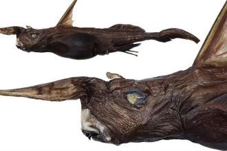Descubren una nueva especie de 'tiburón fantasma' en este país latinoamericano
