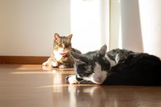 ¿Sabe tu gato cuándo estás triste o alegre? Un estudio tiene la respuesta