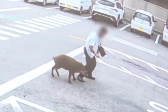 VIDEO: Jabalí ataca y deja dos heridos en zona urbana de Japón