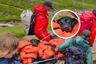 Un perro es rescatado de la montaña más alta de Escocia tras comer cannabis (FOTO)