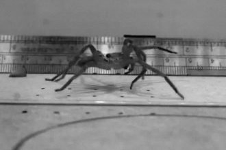 Identifican la araña más rápida del mundo: su velocidad supera a la del trote de un hombre