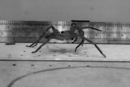Identifican la araña más rápida del mundo: su velocidad supera a la del trote de un hombre