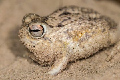 FOTOS: La adorable 'rana chillona' es víctima de su fama