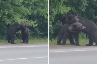 Oseznos montan su propio 'Club de la Pelea' en la carretera de una isla rusa (VIDEO)