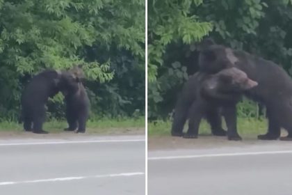 Oseznos montan su propio 'Club de la Pelea' en la carretera de una isla rusa (VIDEO)
