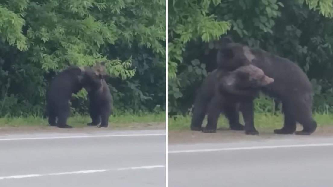 Oseznos montan su propio 'Club de la Pelea' en la carretera de una isla rusa (VIDEO)
