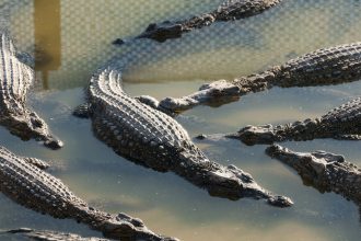 FUERTE VIDEO: Cocodrilo ataca y mata a un niño que se lavaba las manos en un río